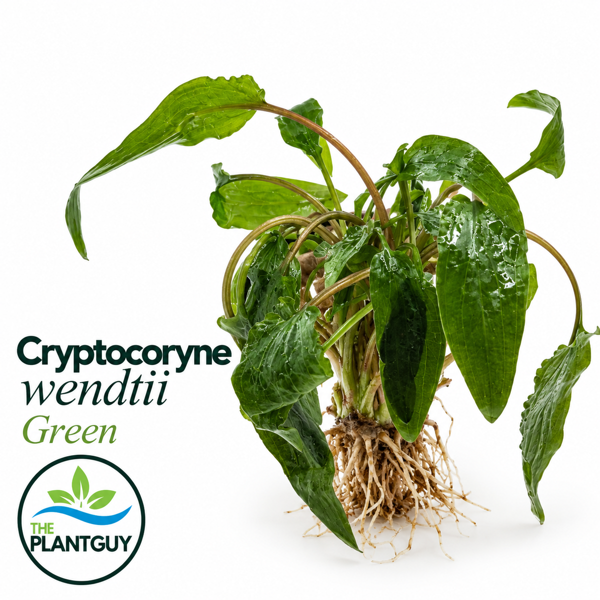 Cryptocoryne wendtii green