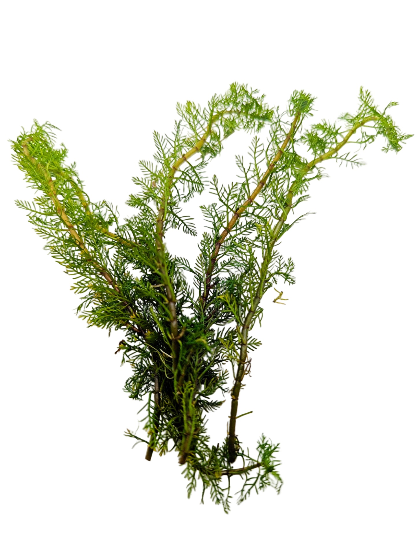 Myriophyllum matogrossense