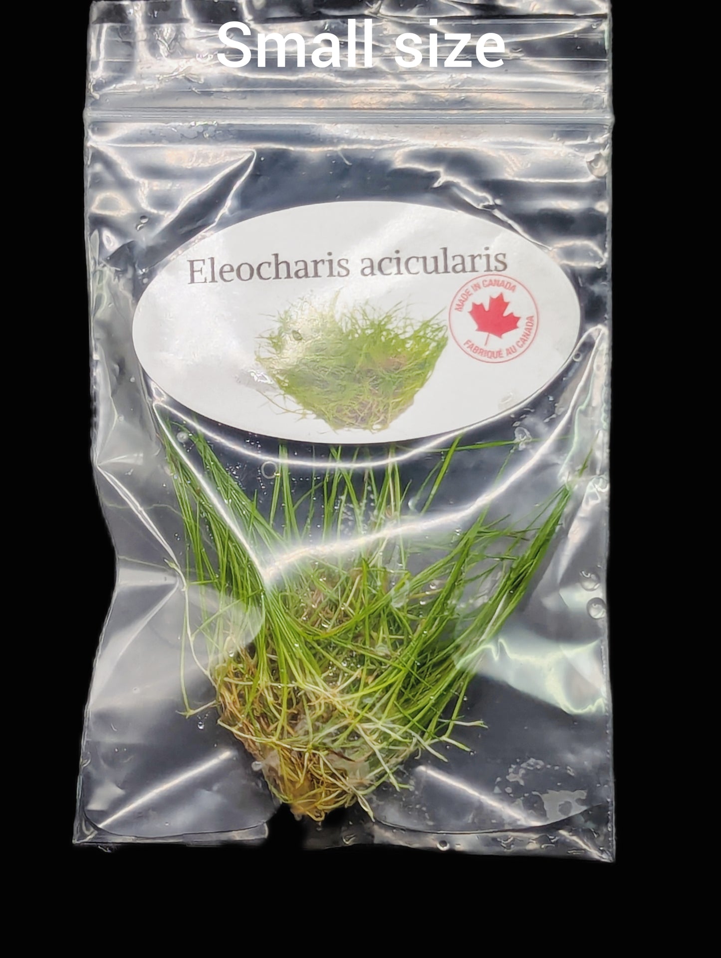 Eleocharis acicularis- Tissue Culture