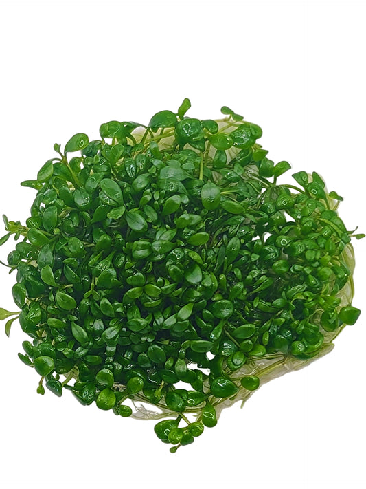 Glossostigma elatinoides- Tissue Culture