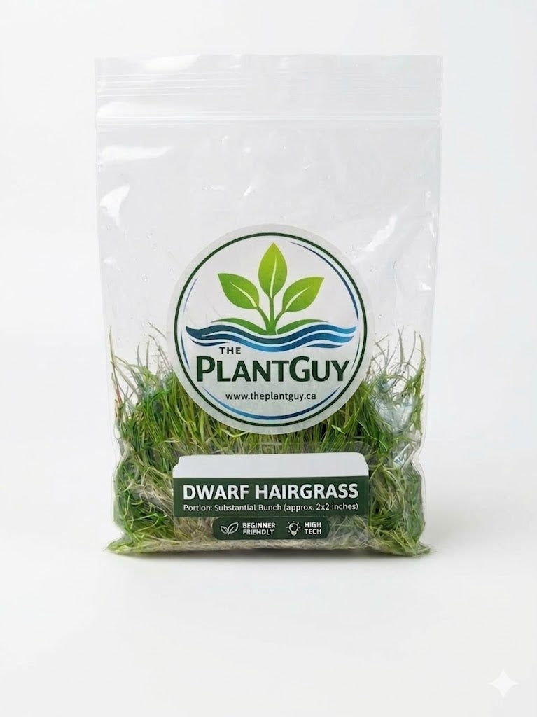 Eleocharis pusilla - Tissue Culture