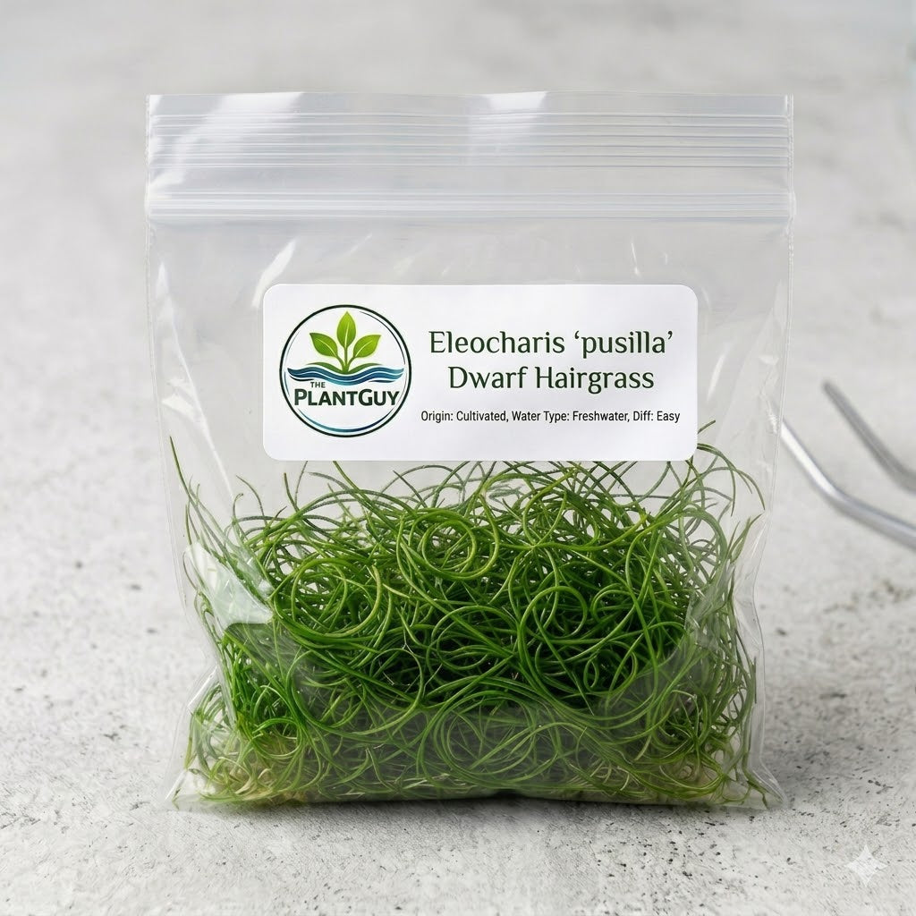 Eleocharis pusilla - Tissue Culture