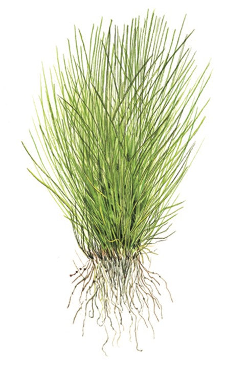 Tropica 1-2-GROW -Eleocharis acicularis