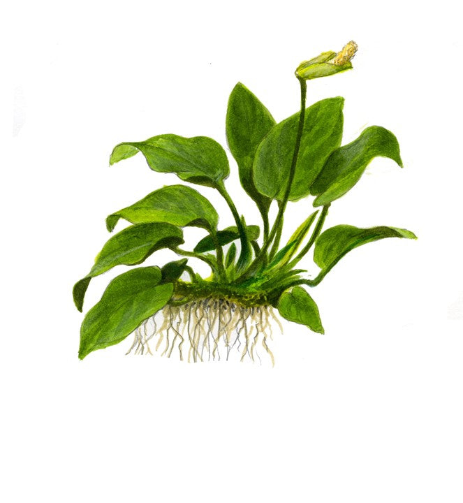 Tropica 1-2 Grow- Anubias barteri nana