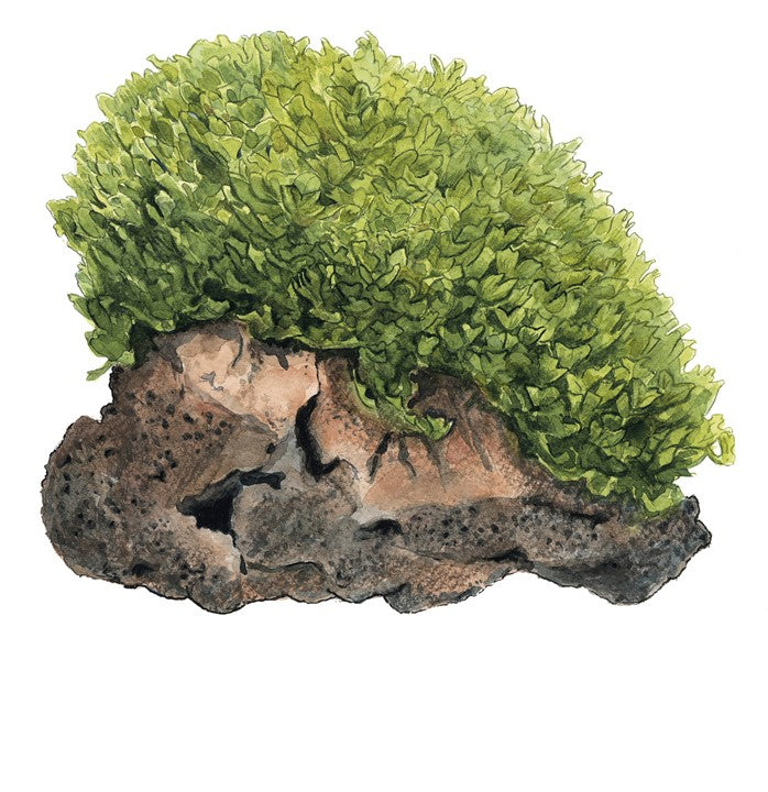 Tropica 1-2 Grow-Monosolenium tenerum