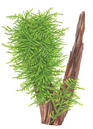 Taxiphyllum 'Spiky'