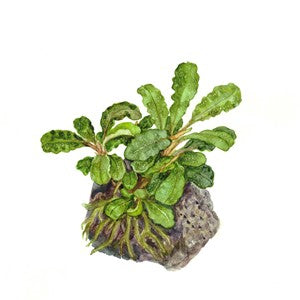 TROPICA- Bucephalandra pygmaea 'Bukit Lelam'