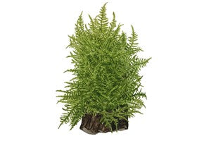 Tropica 1-2-GROW- Taxiphyllum 'Taiwan moss' - theplantguy