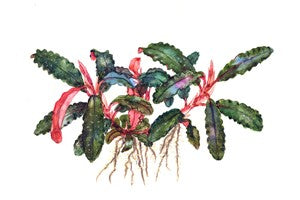 Tropica 1-2-GROW -Bucephalandra 'Kedagang'