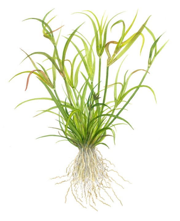 Tropica 1-2 Grow-Juncus Repens