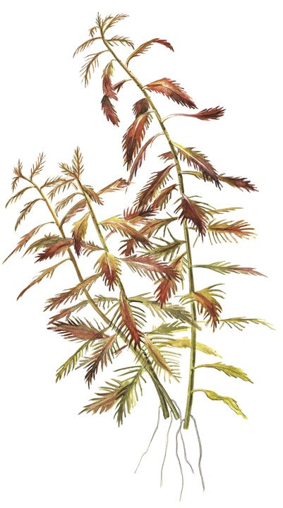 Tropica 1-2-GROW -Proserpinaca palustris