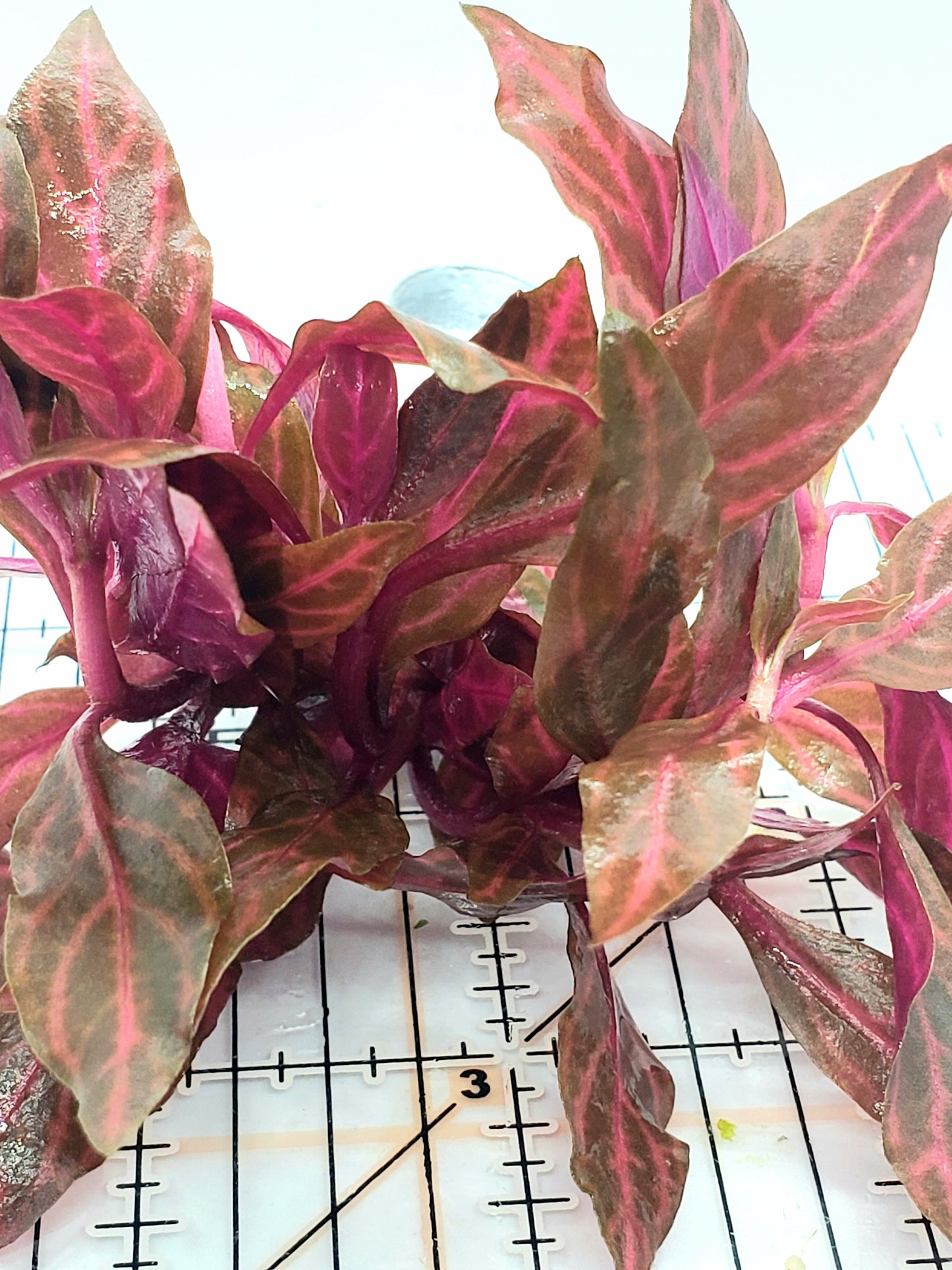 Alternanthera reineckii rosanervig