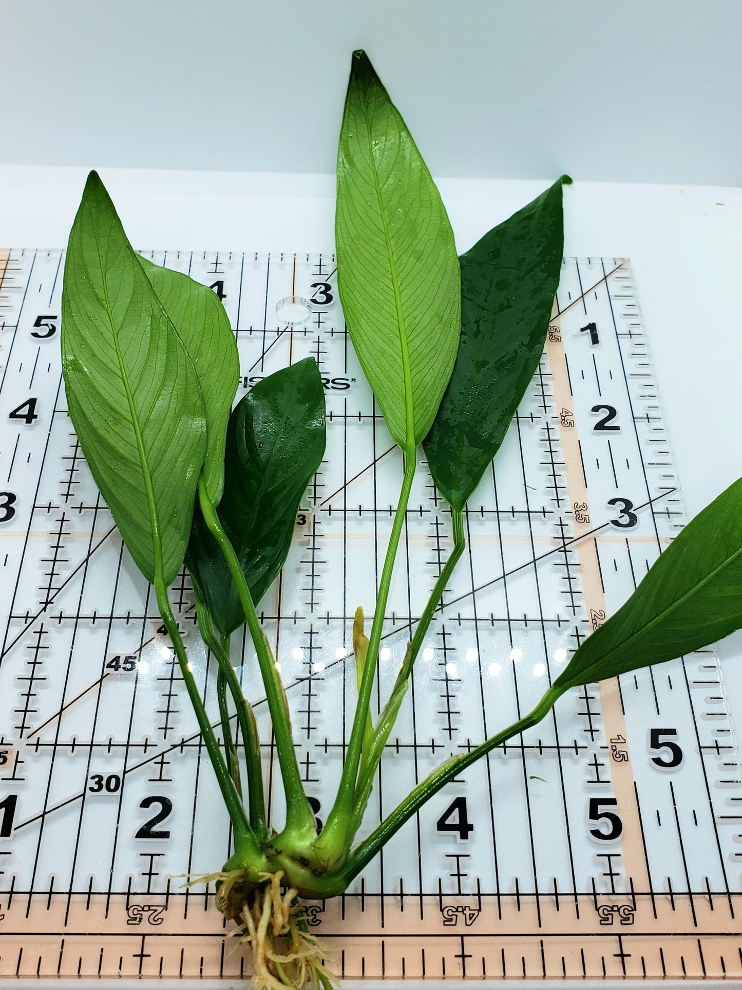 Anubias barteri var glabra 'lancetota'
