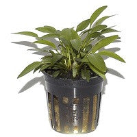 TROPICA- Cryptocoryne x willisii - theplantguy