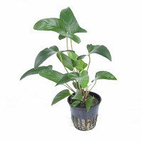 TROPICA- Anubias gracilis - NEW! - theplantguy