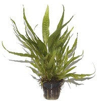 TROPICA- Microsorum pteropus - theplantguy