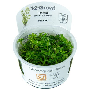 Tropica 1-2-GROW-Rotala 'Green'