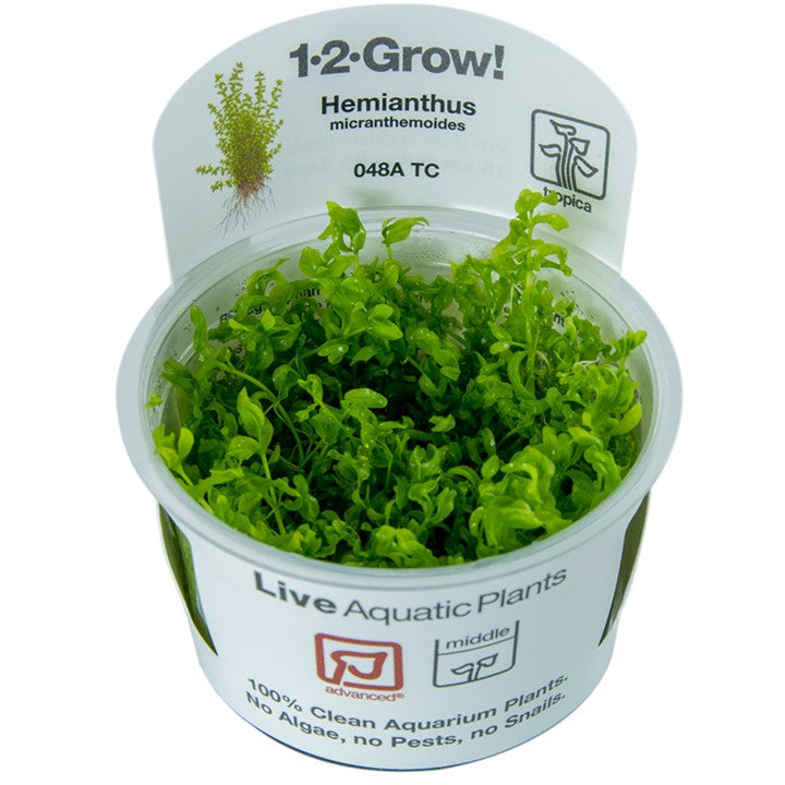 Tropica 1-2 Grow- Hemianthus micranthemoides