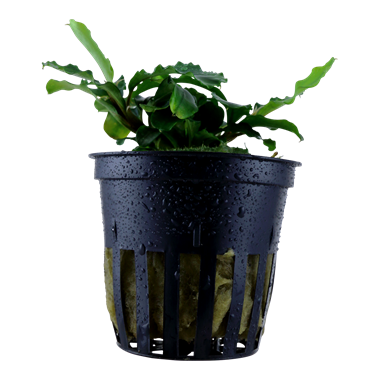 TROPICA- Bucephalandra pygmaea 'Bukit Lelam'