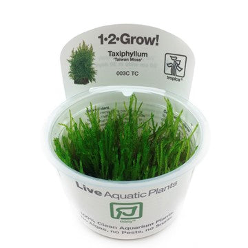 Tropica 1-2-GROW- Taxiphyllum 'Taiwan moss' - theplantguy