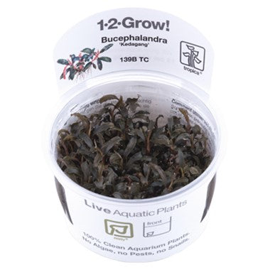 Tropica 1-2-GROW -Bucephalandra 'Kedagang'