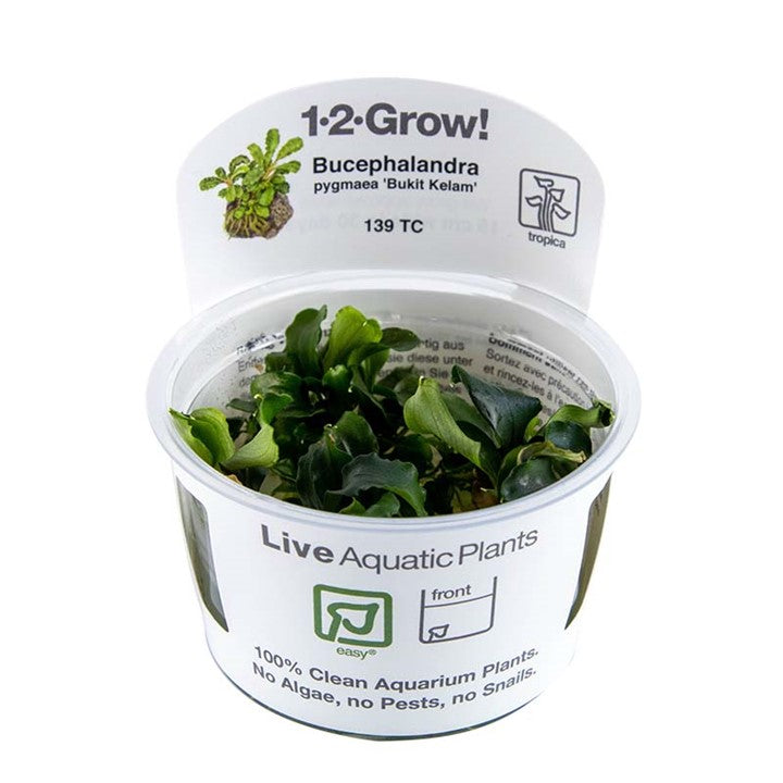 Tropica 1-2-GROW -Bucephalandra pygmaea 'Bukit Kelam'