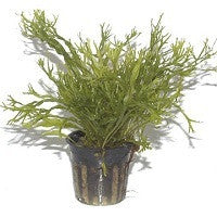 TROPICA- Microsorum pteropus 'Windeløv' - theplantguy