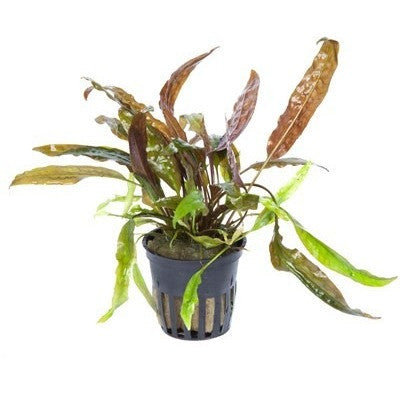 TROPICA- Cryptocoryne usteriana - theplantguy