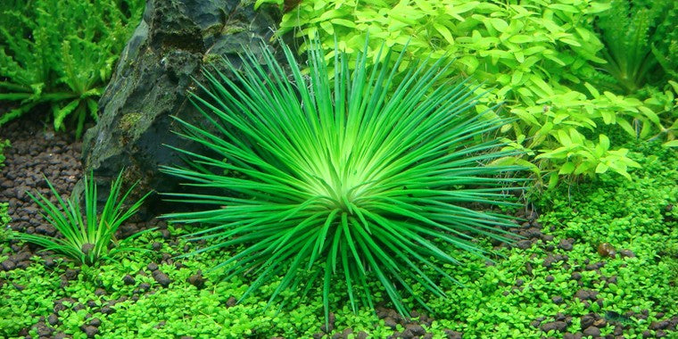 Tropica 1-2 Grow- Eriocaulon cinereum - theplantguy