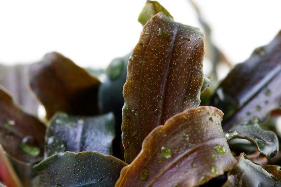 TROPICA- Bucephalandra 'Kedagang'