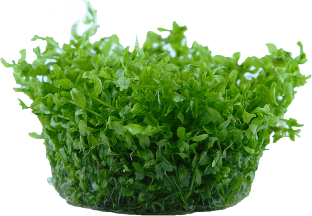 Tropica 1-2 Grow- Hemianthus micranthemoides