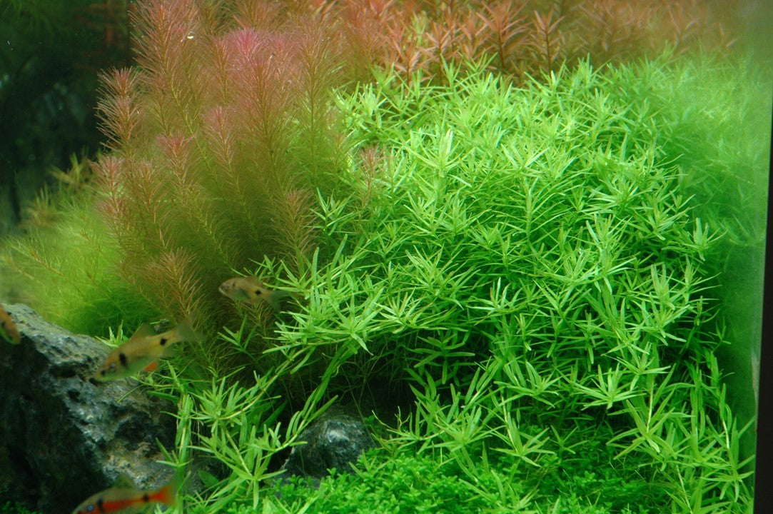 Tropica 1-2-GROW-Rotala 'Green'