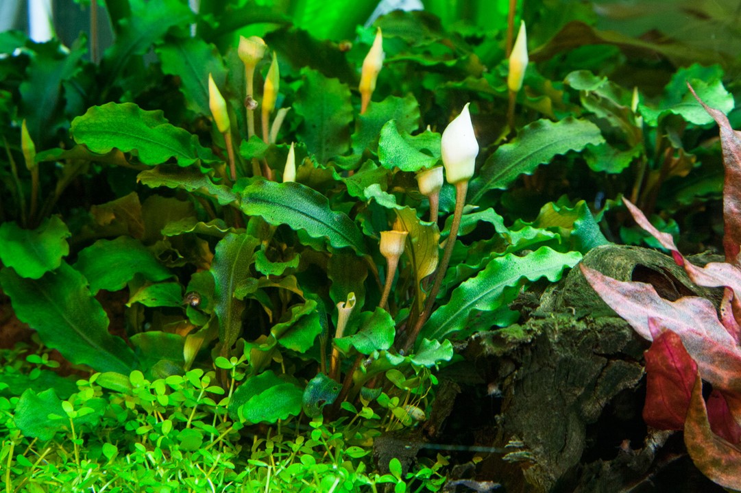Tropica 1-2-GROW -Bucephalandra pygmaea 'Bukit Kelam'
