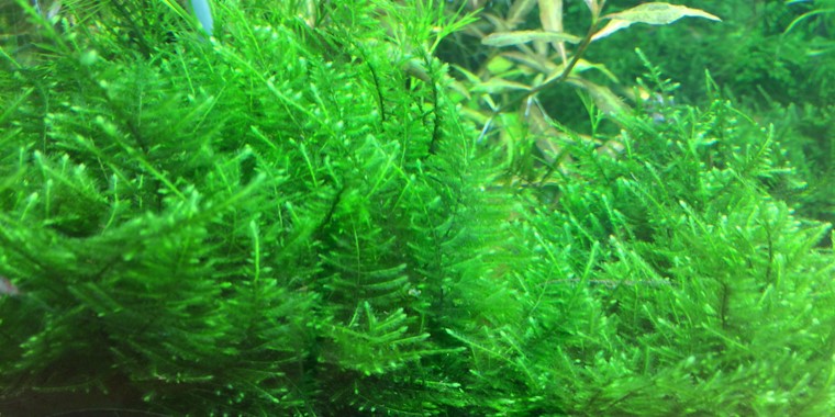 Tropica 1-2-GROW- Taxiphyllum 'Taiwan moss' - theplantguy