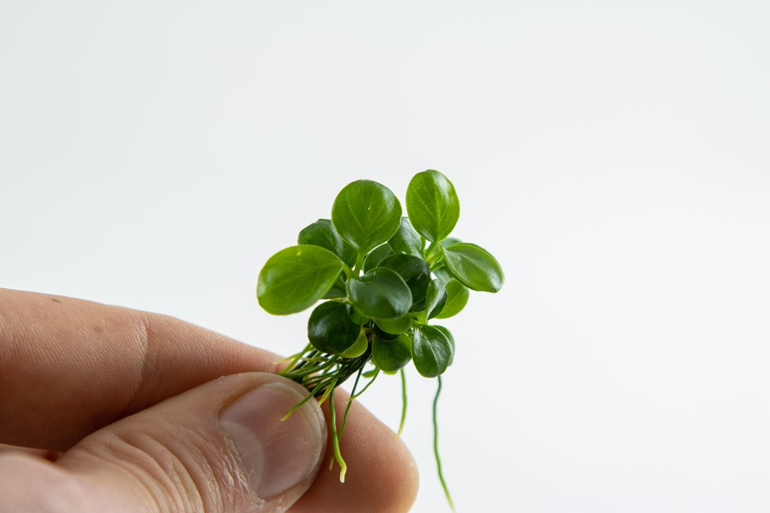 Tropica 1-2 Grow- Anubias barteri 'Mini Coin'