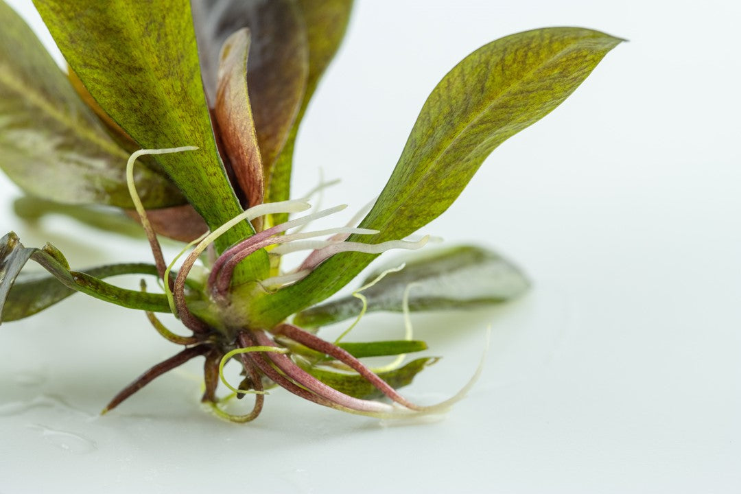 Tropica 1-2-GROW - Echinodorus 'Reni'