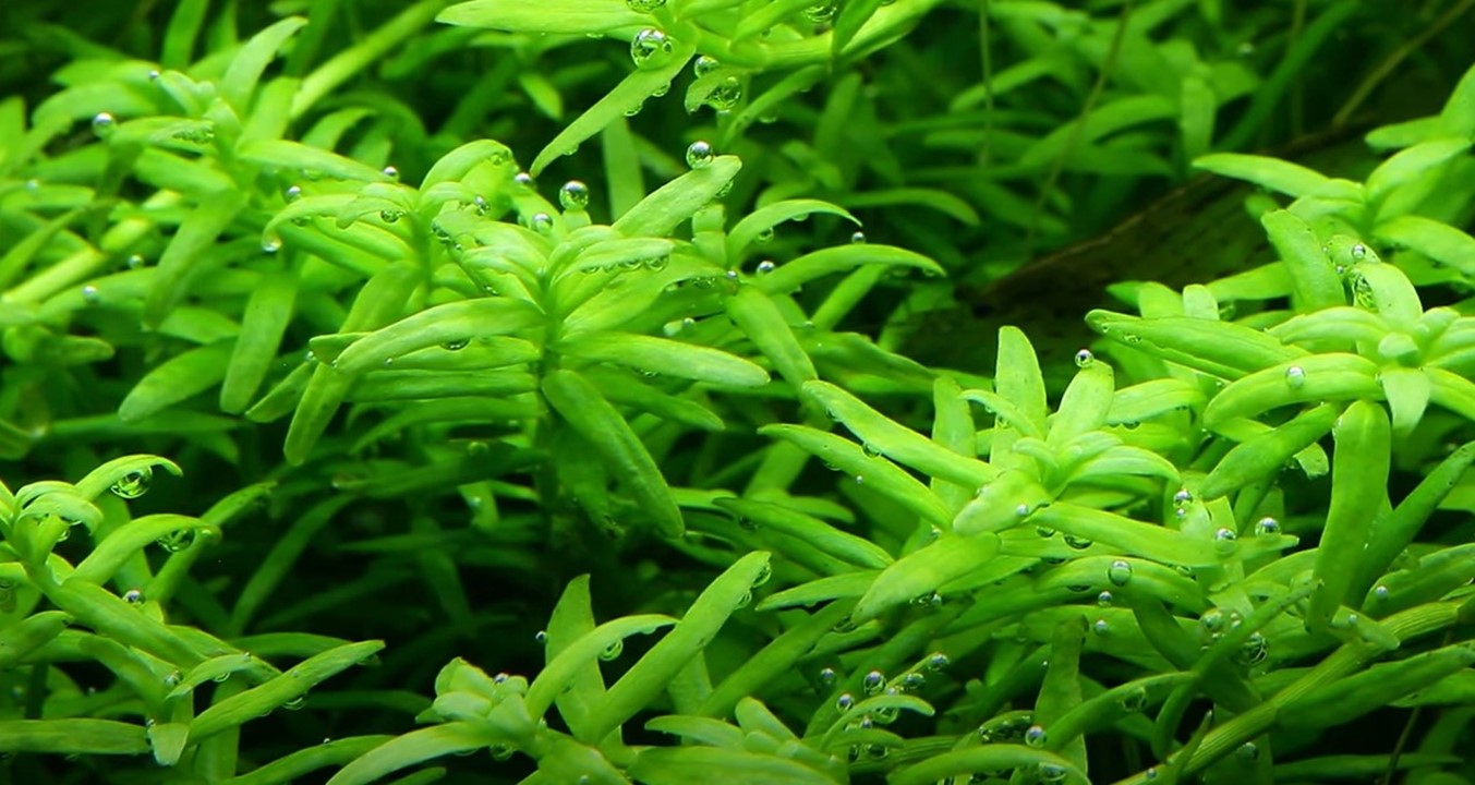 Tropica 1-2-GROW-Rotala 'Green'
