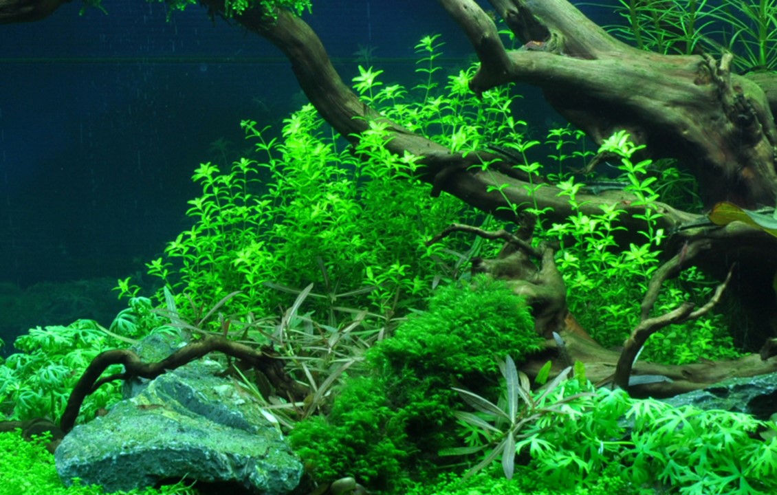 Tropica 1-2 Grow- Hemianthus micranthemoides