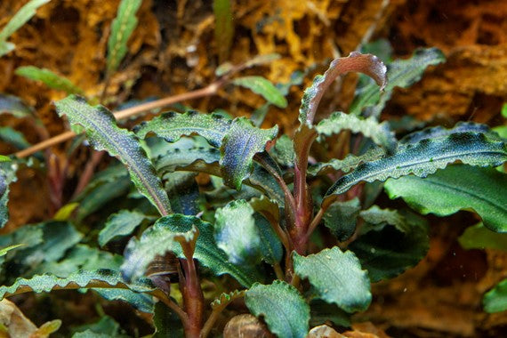Tropica 1-2-GROW -Bucephalandra 'Kedagang'