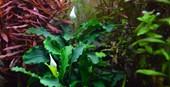 TROPICA- Bucephalandra pygmaea 'Bukit Lelam'