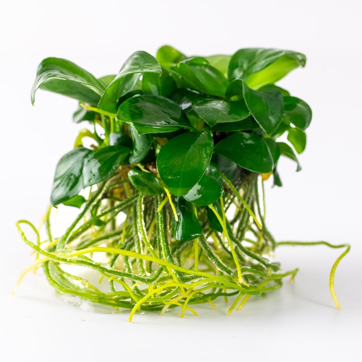 Tropica 1-2 Grow- Anubias barteri nana