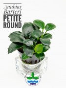 Anubias barteri 'petite round'