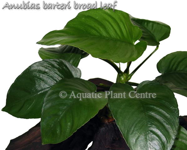 Anubias barteri var. barteri ‘Broad leaf’