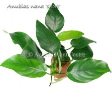 Anubias short and sharp