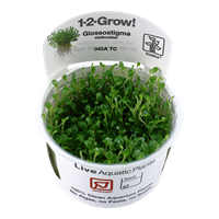 Tropica 1-2-GROW -Glossostigma elatinoides - theplantguy