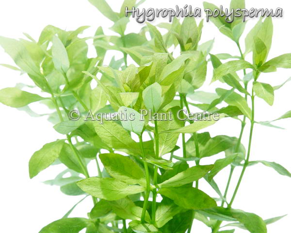 Hygrophila polysperma