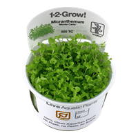 Tropica 1-2-GROW -Micranthemum 'Monte Carlo' - theplantguy