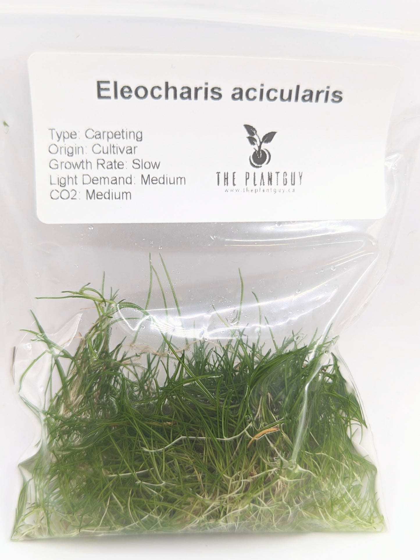 Eleocharis acicularis (PGTC bag)
