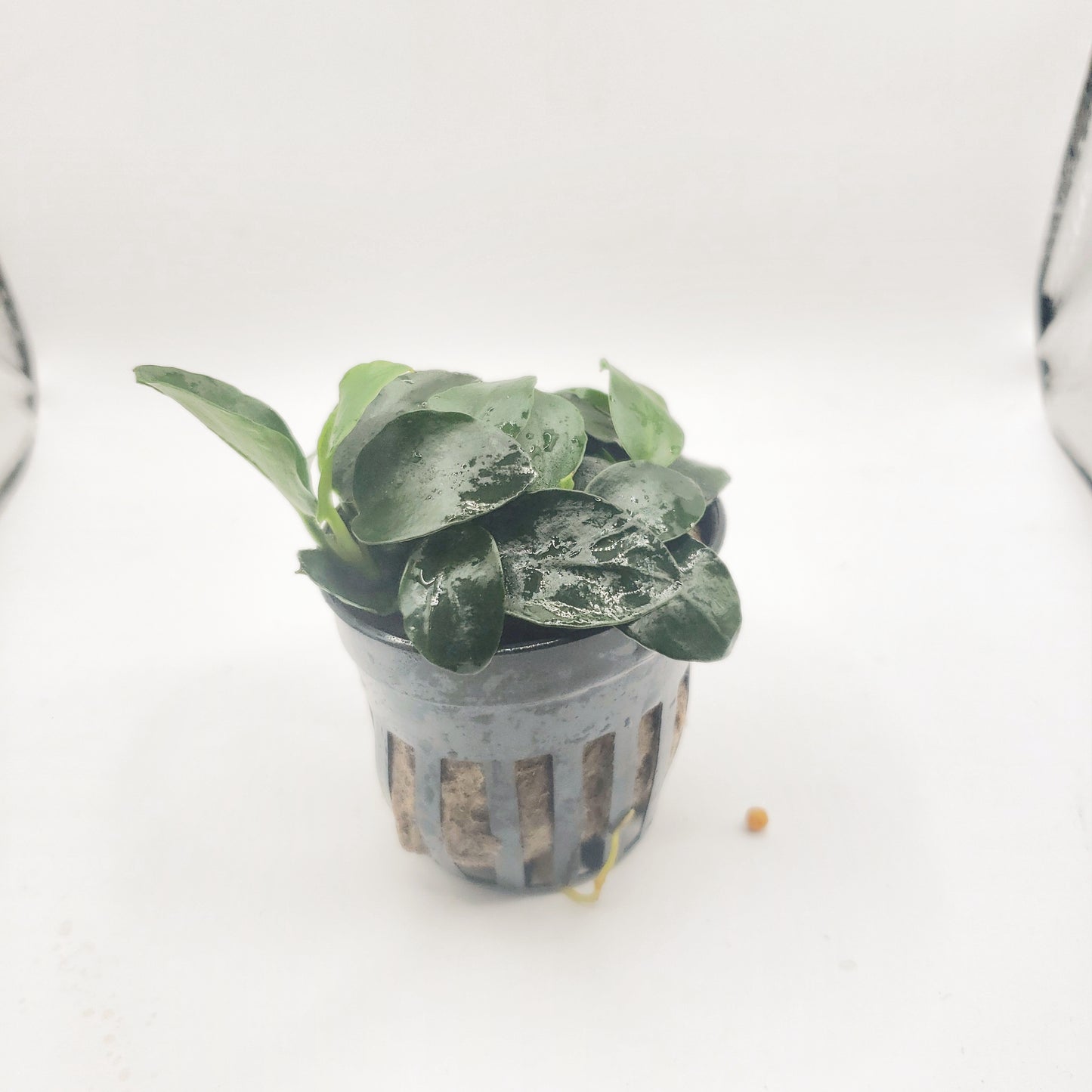 Anubias barteri 'petite round'