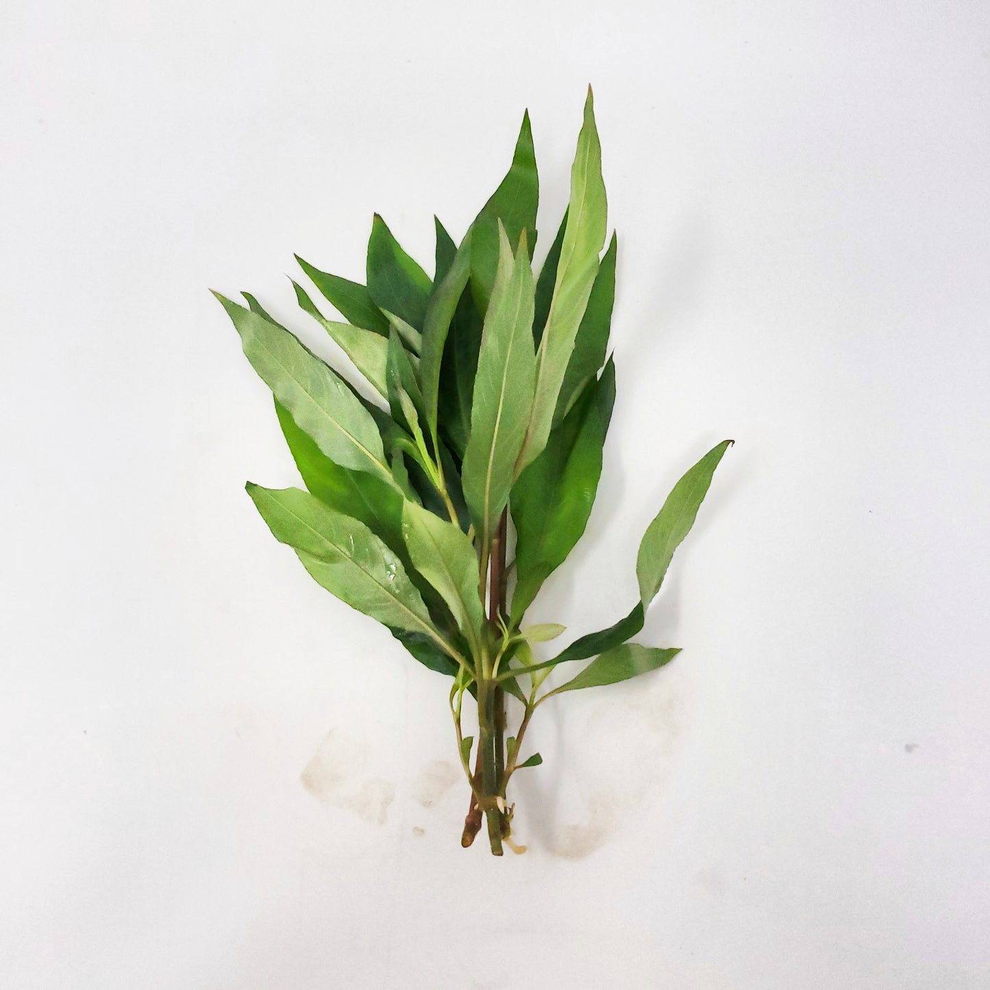 Hygrophila corymbosa (siamensis/stricta)